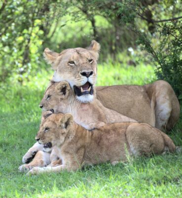 Lioness & cubs