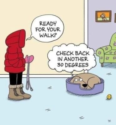 joke 2024 winter dogs