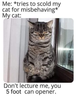 snark cat