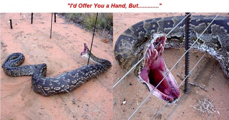 Vicious Viper A