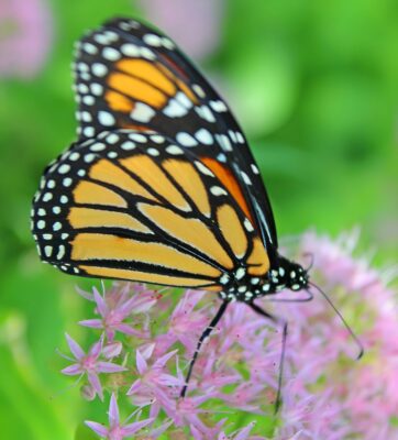 2 Butterfly_face26
