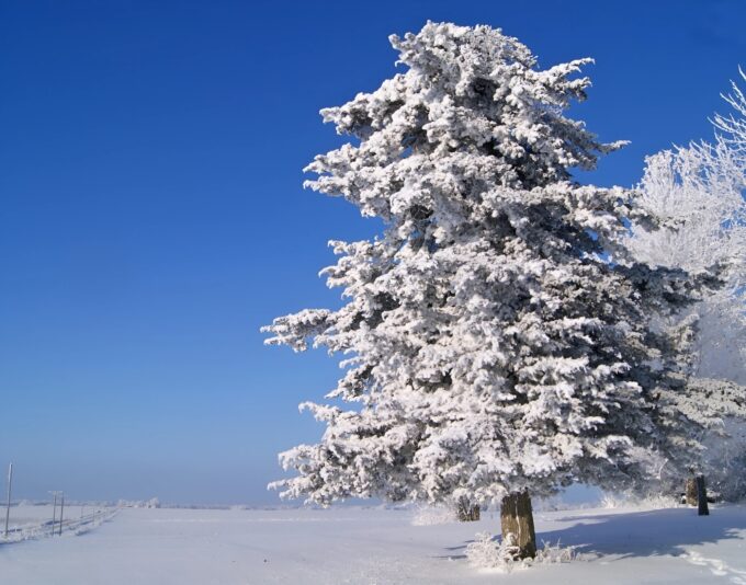 BLUE WINTER_face26