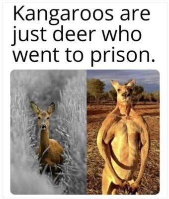 joke 2025 kanaroos