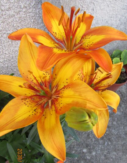 GOLDEN LILLIES
