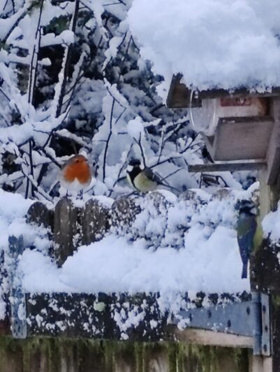 zzzz snow 0