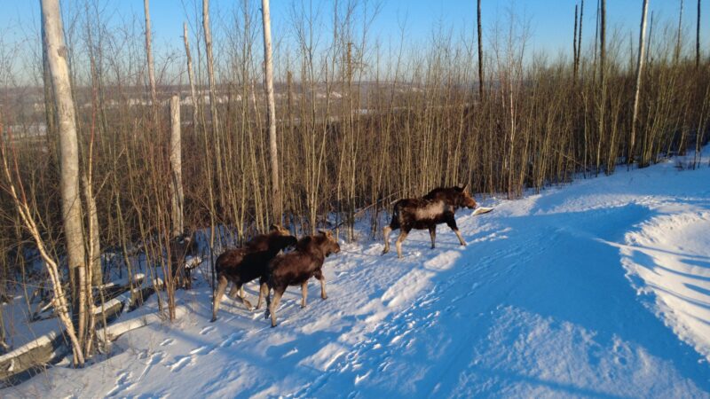 2026 winter moose