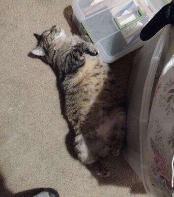 Jinxie