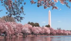 Cherry Blossoms in D.C. 1