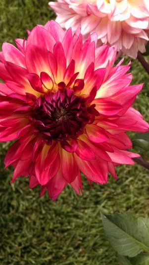 dahlia 09