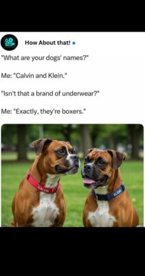 boxers54217_n