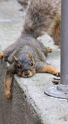 caption group squirrel tuckered out