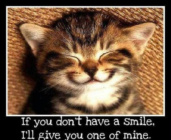 cat smile
