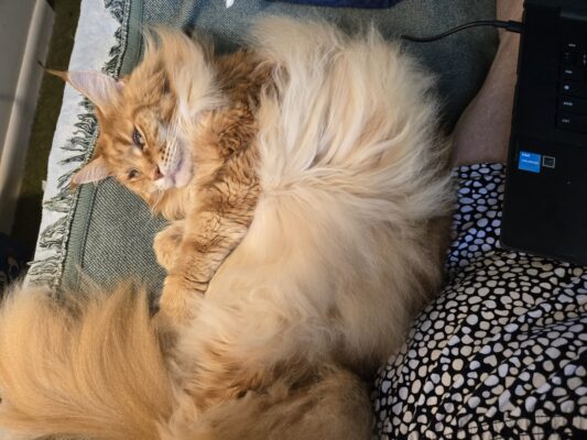 hisfloofness sir