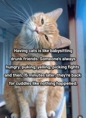 owning a cat