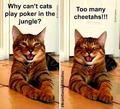 2026 mar cat