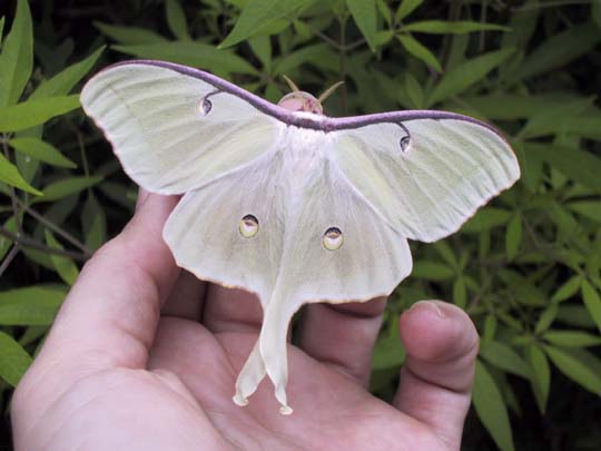 lunafemale