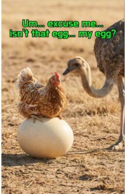 joke 2025 dec egg