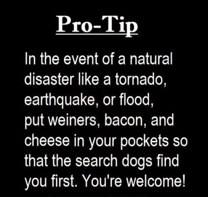 search dogs