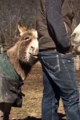 caption group man and donkeys