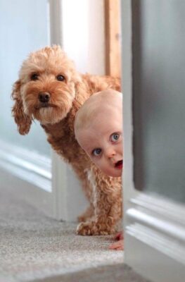 caption group dog and baby peeking