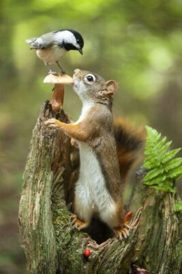 caption group bird and animal