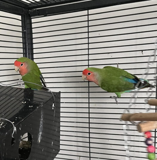 love bird pair