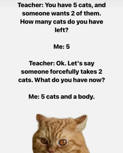 my cats