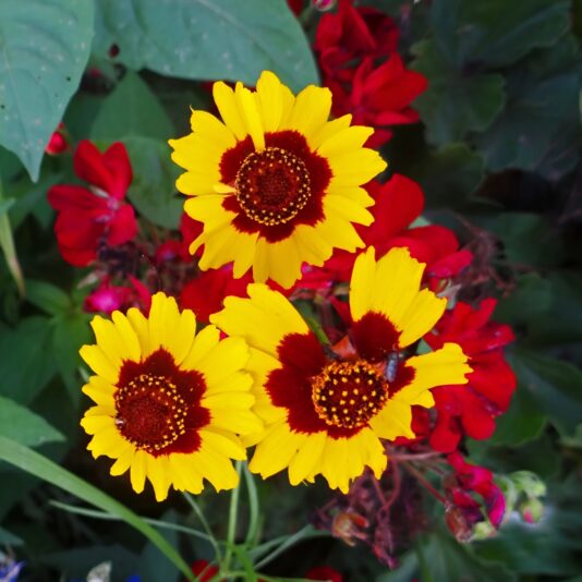 Flowers 8X8_face26