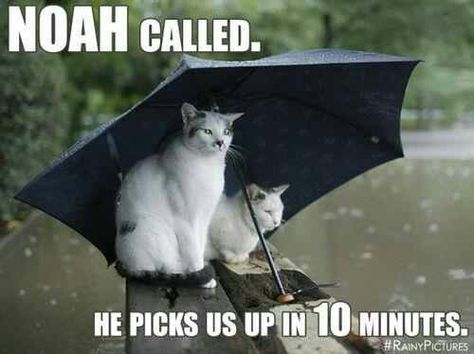 Noah cats rain