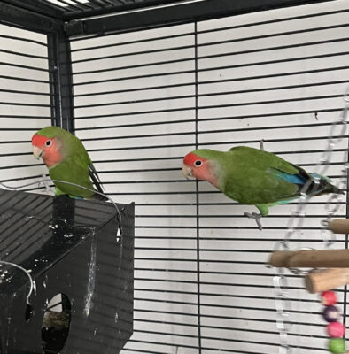 love bird pair