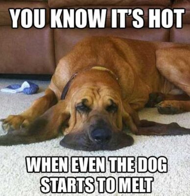 101-Best-Funny-Dog-Memes-91-989213658