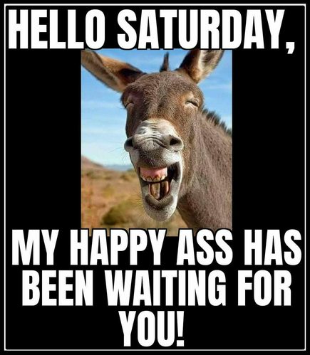 Saturday donkey happy ass