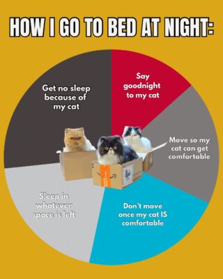 catinbed