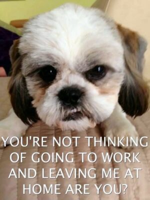 go to work