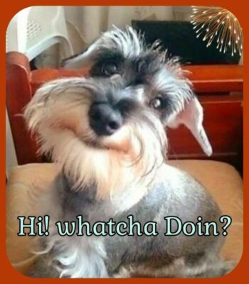 Hi watcha doin dog