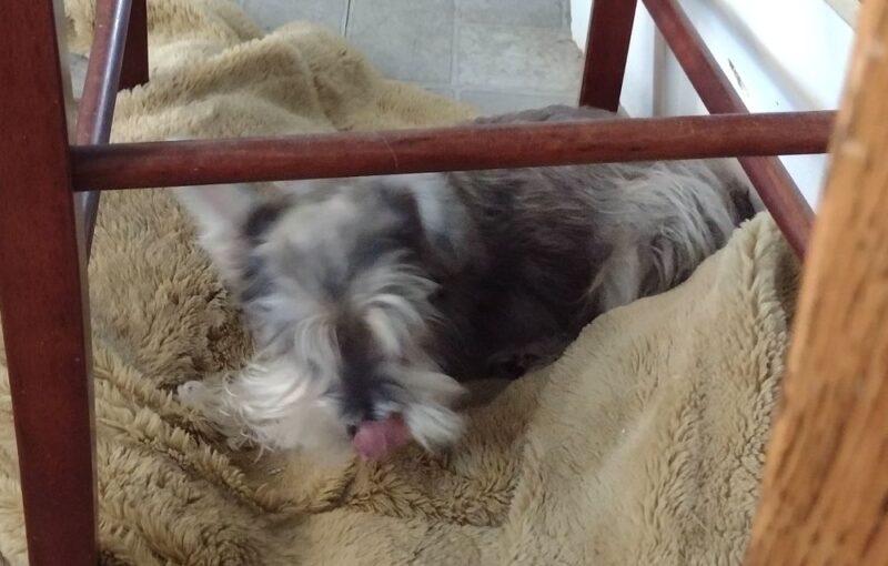 Darbys Tongue