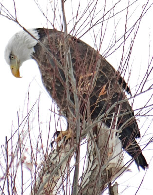 Hunting Eagle Edit_face26