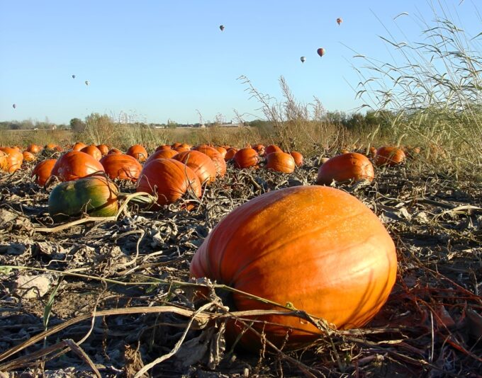 ballons and pumpkins_face26
