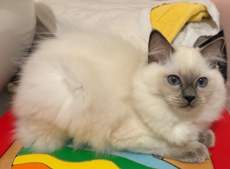 Luna ragdoll kitten 2