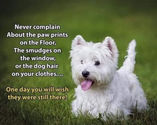 quote group never complain abt dog