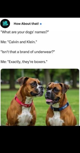 boxers54217_n