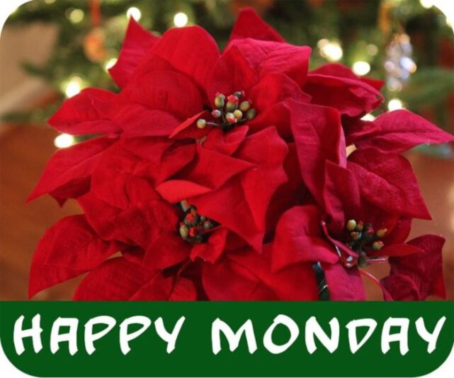 Happy Monday Ponsettia