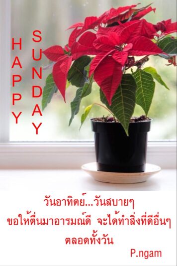 Happy Sunday poinsettia