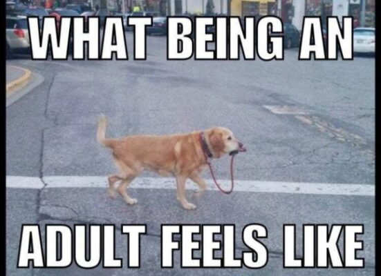 what-being-an-adult-adulting-memes-579x420-2760994475
