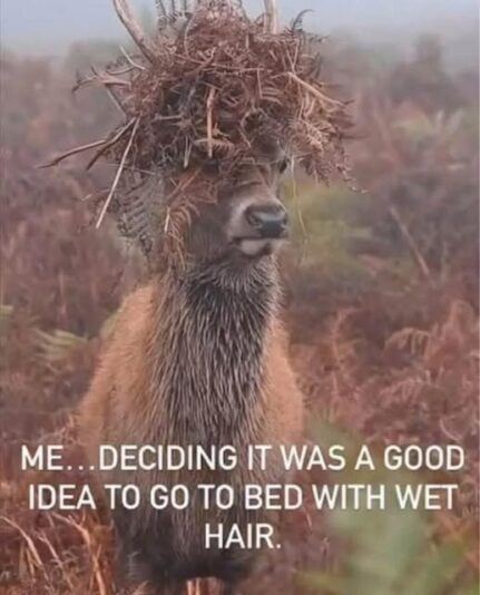 bedhead