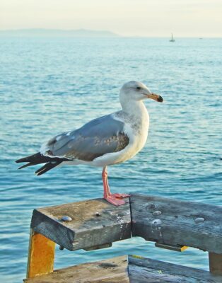 Seagull_face26