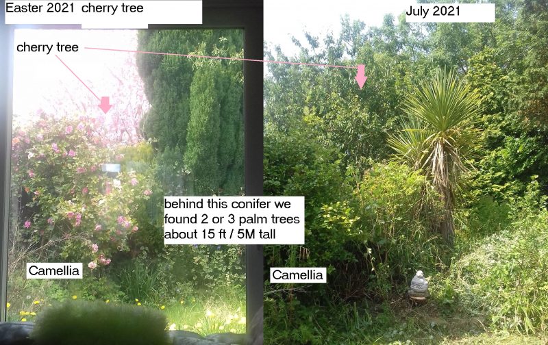 conifer to palms 2 23 july 2021