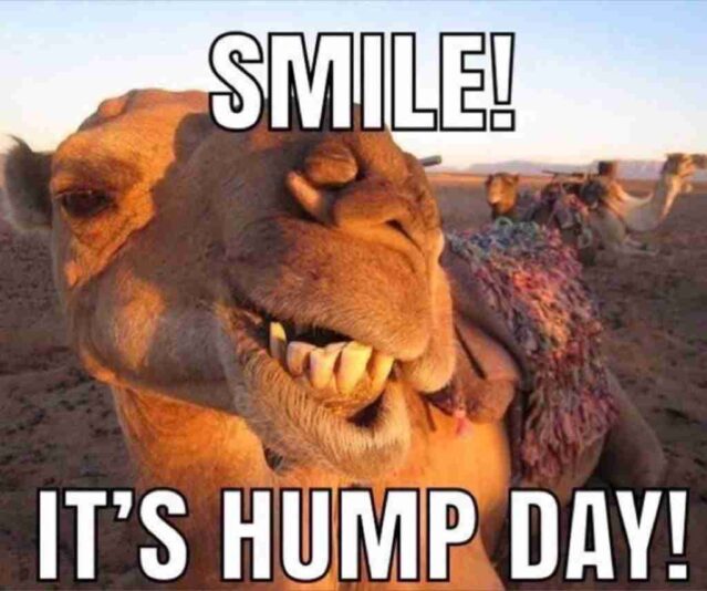wednesday camel smile