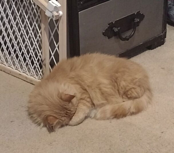 Ginger