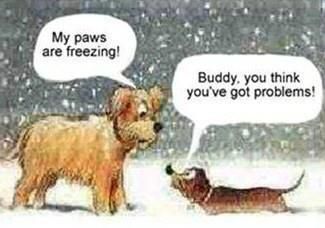 fun group paws freezing
